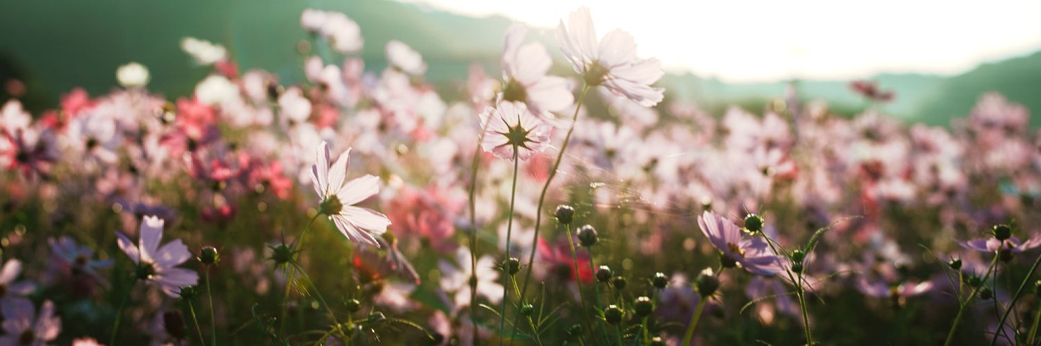 椿 【📸参加予定はプロフ】 banner