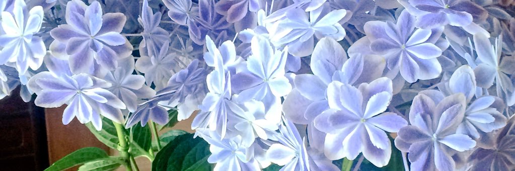 yuko6221's profile banner image