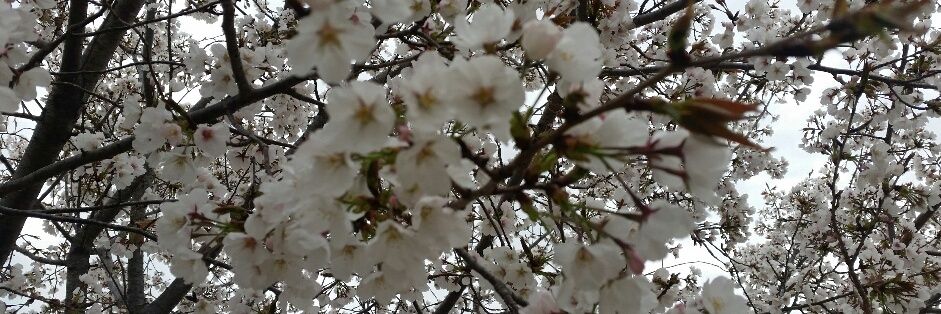 sakurako528's profile banner image