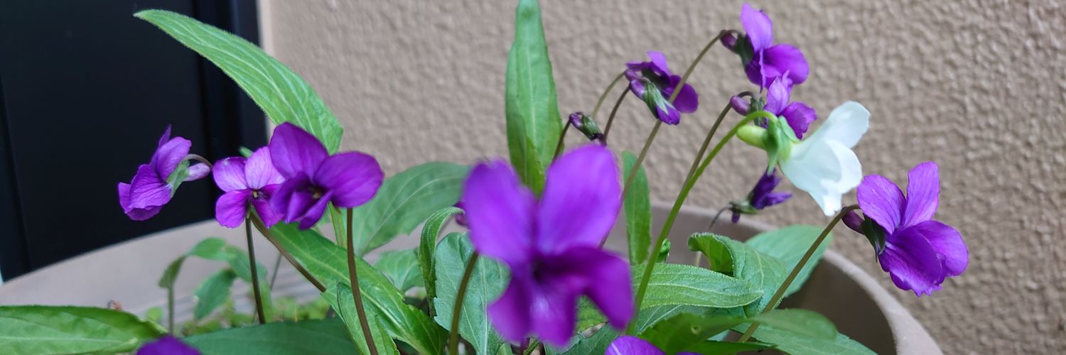 baubaubaw_'s profile banner image