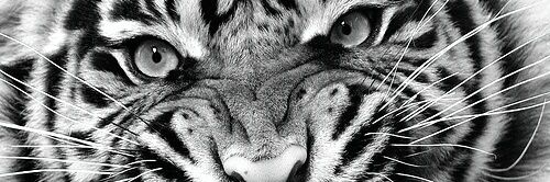 TonyGaffane's profile banner image