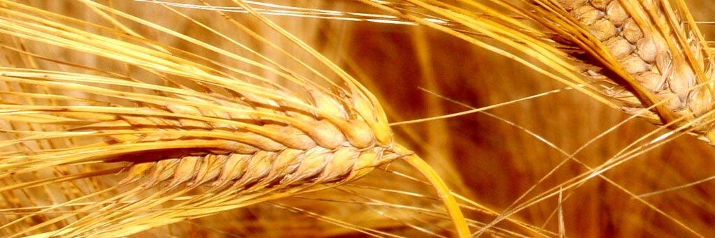 𝕁𝕒𝕟𝕚𝕤𝕙 banner