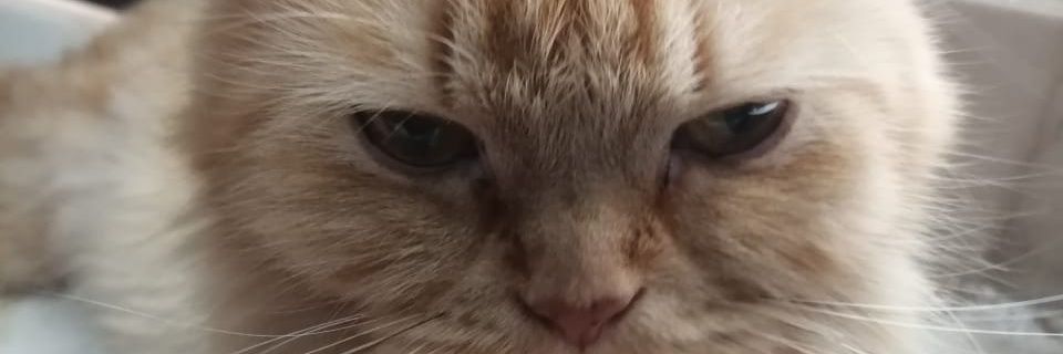 Chaje11's profile banner image