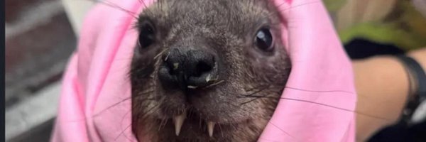 lemonisbear Profile Banner