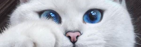 Jao~ banner