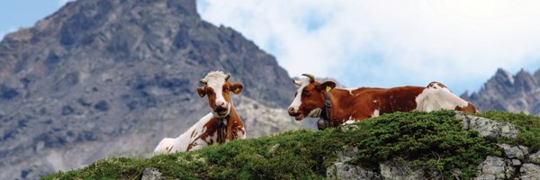 DairyIfcn Profile Banner