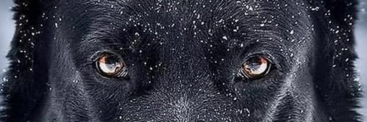 ICE 🧊 banner
