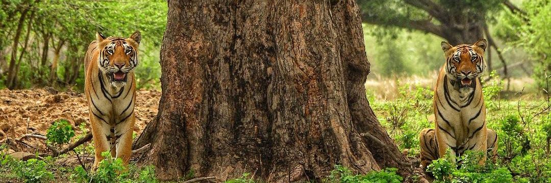 Pallavi Ghaskadbi, PhD 🦊 banner