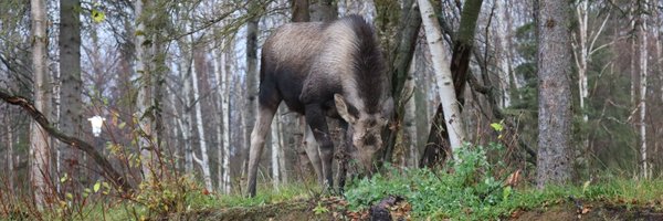 native_wildlife Profile Banner