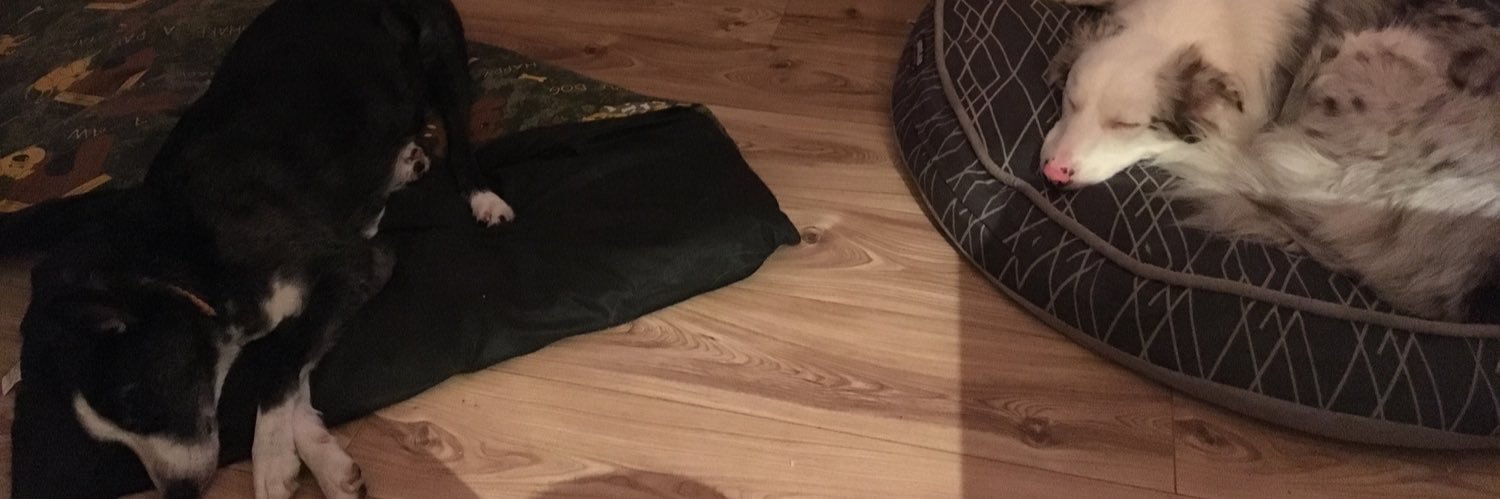 Nile the Border Collie banner