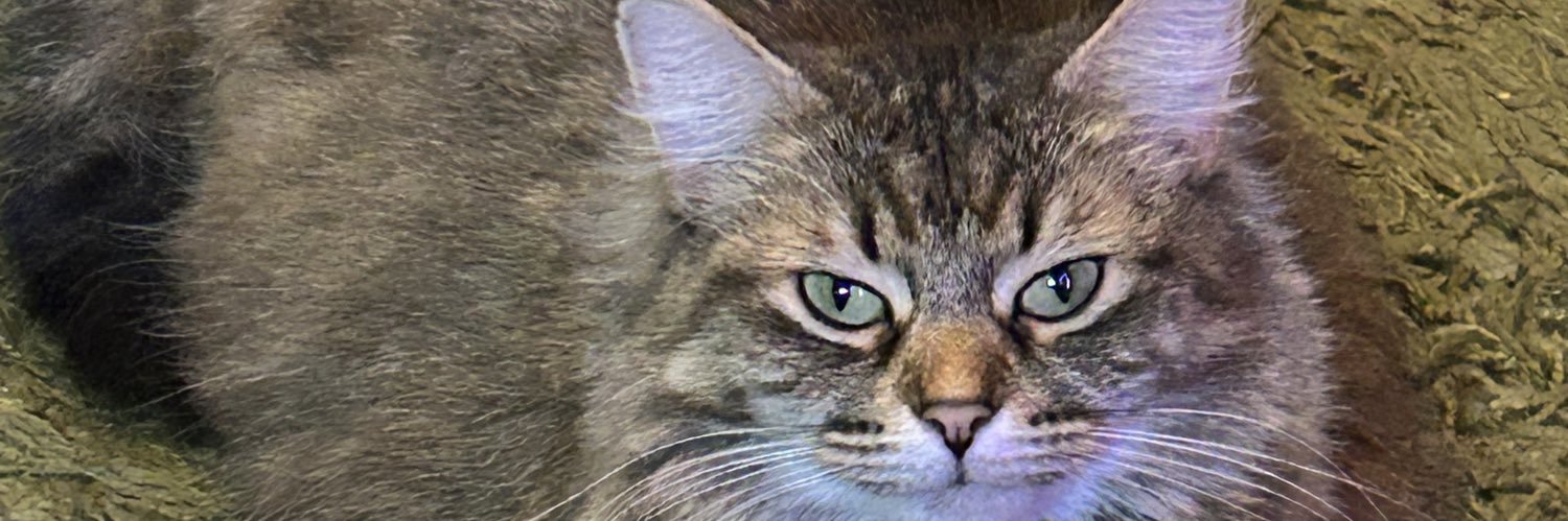 Jdnuggles's profile banner image