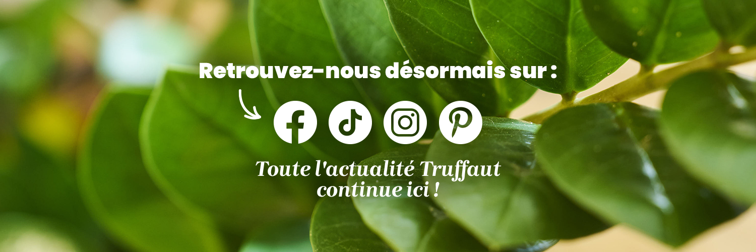 Truffaut's profile banner image