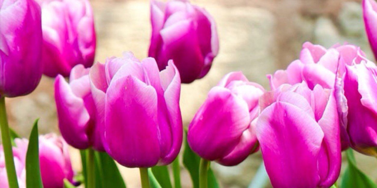 Giusy Fervore banner