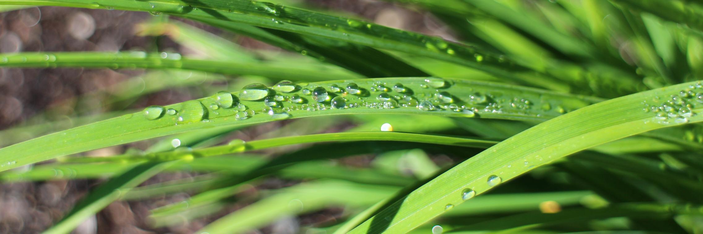 Heather Peter banner