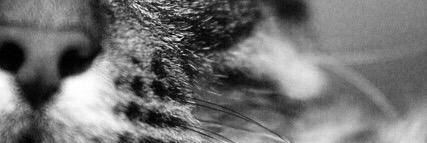 katujee's profile banner image