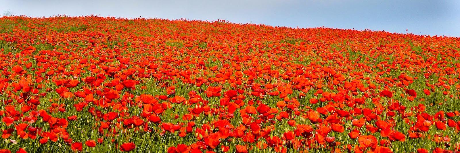 Violant Cervera i Gòdia banner