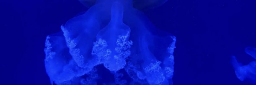 FREE PALESTINE banner