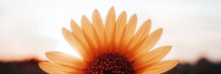 graodeareia_'s profile banner image