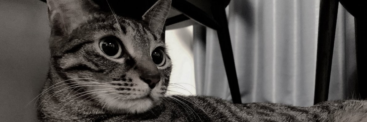 Reijie（れいじ)🐾 banner