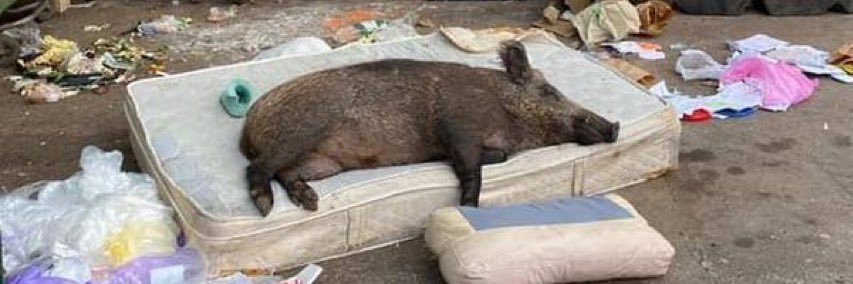 Hog_Haver's profile banner image