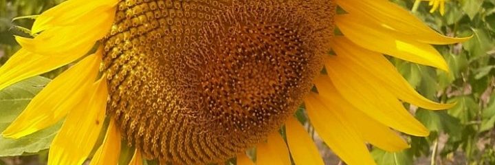 Orianacadena's profile banner image