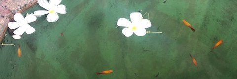 Marina Dimova banner