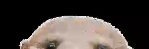 kelren_lima's profile banner image