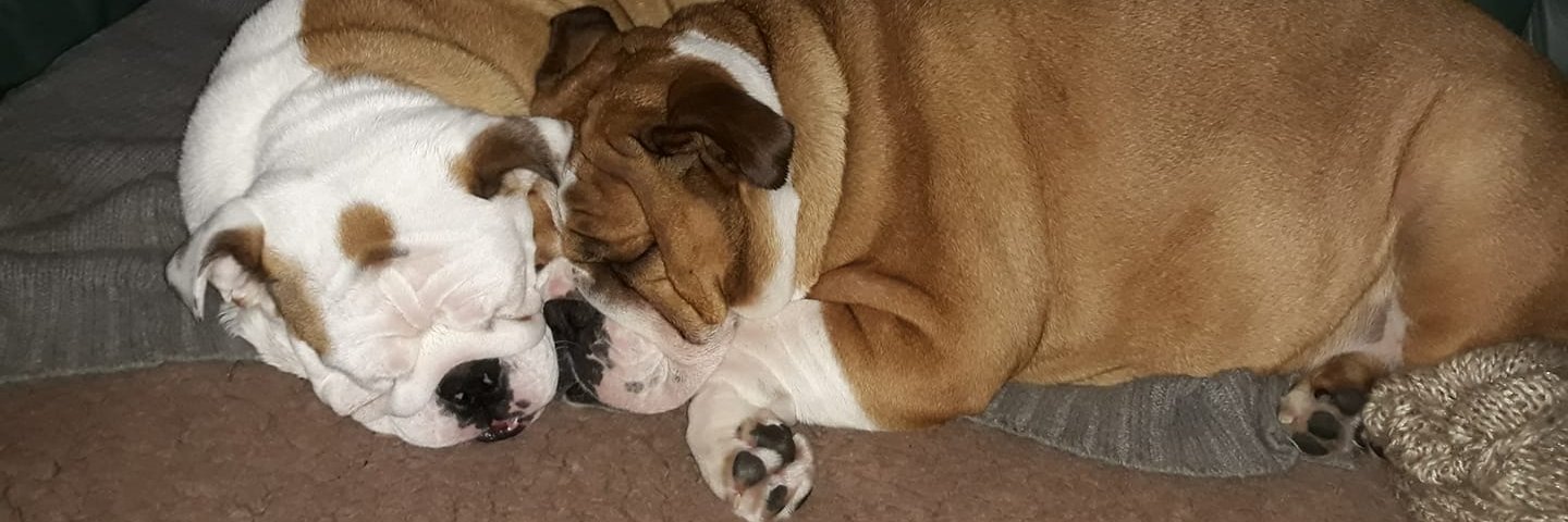 BrodySue's profile banner image