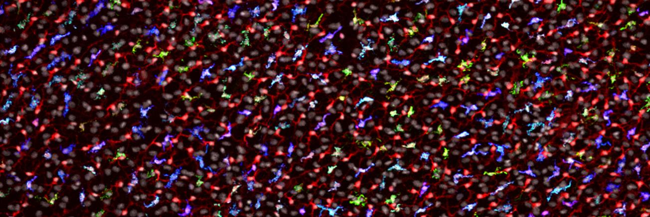 Ki-Wook Kim Lab banner