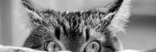 CatatonicOne's profile banner image