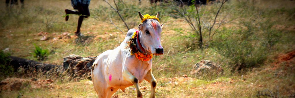 VijayDevaraj's profile banner image