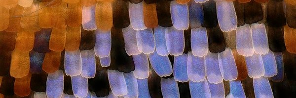 banskt Profile Banner