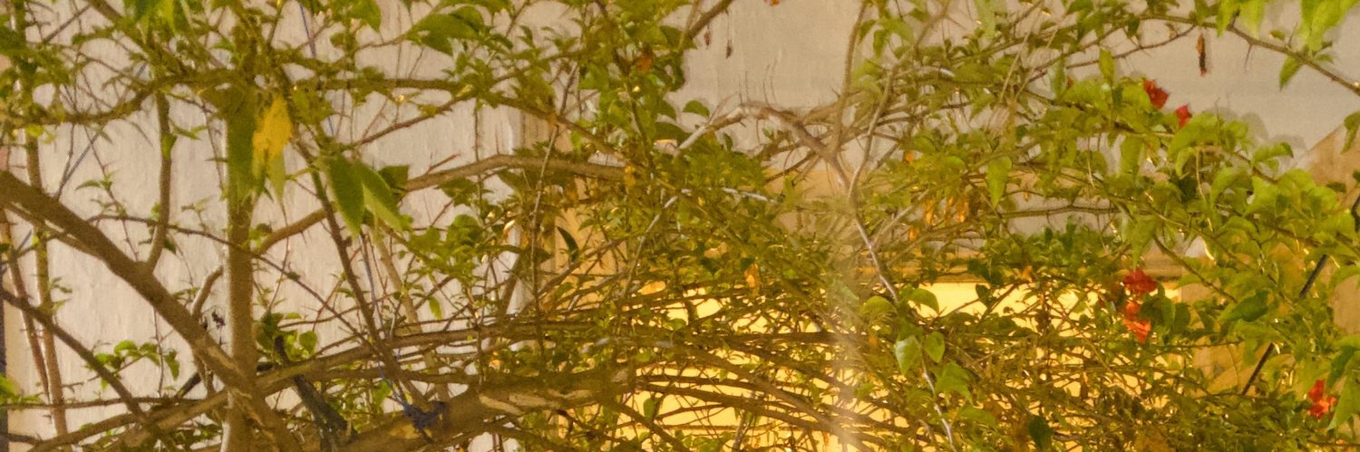 emdemislid's profile banner image
