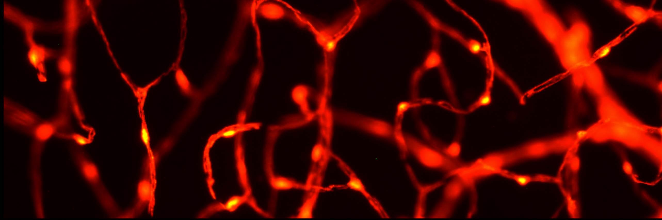 SchallekLab's banner