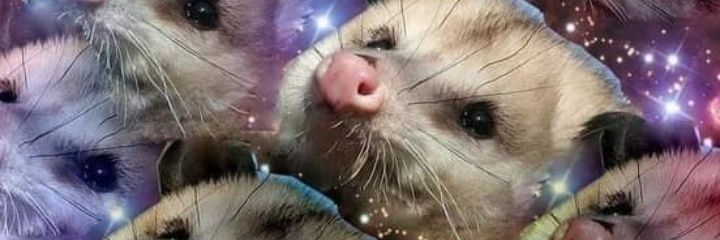 dalishkadan's profile banner image