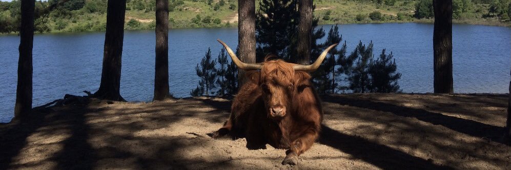 Sandra Greeuw banner