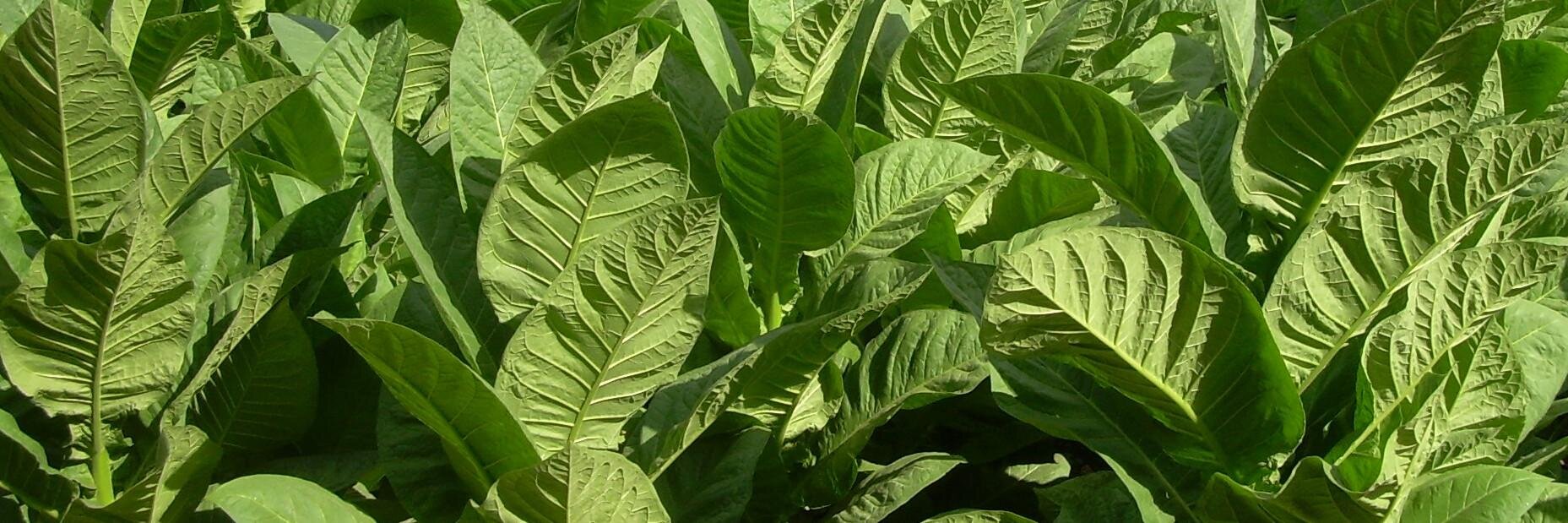 Craig Vanderslice banner