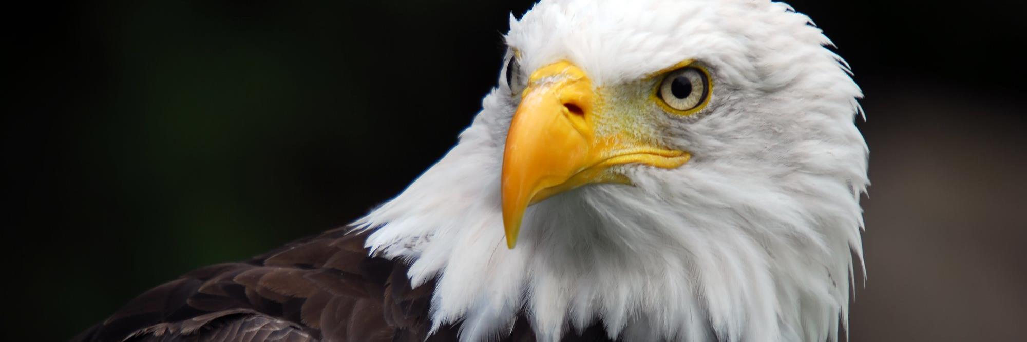 Steve Adudans banner