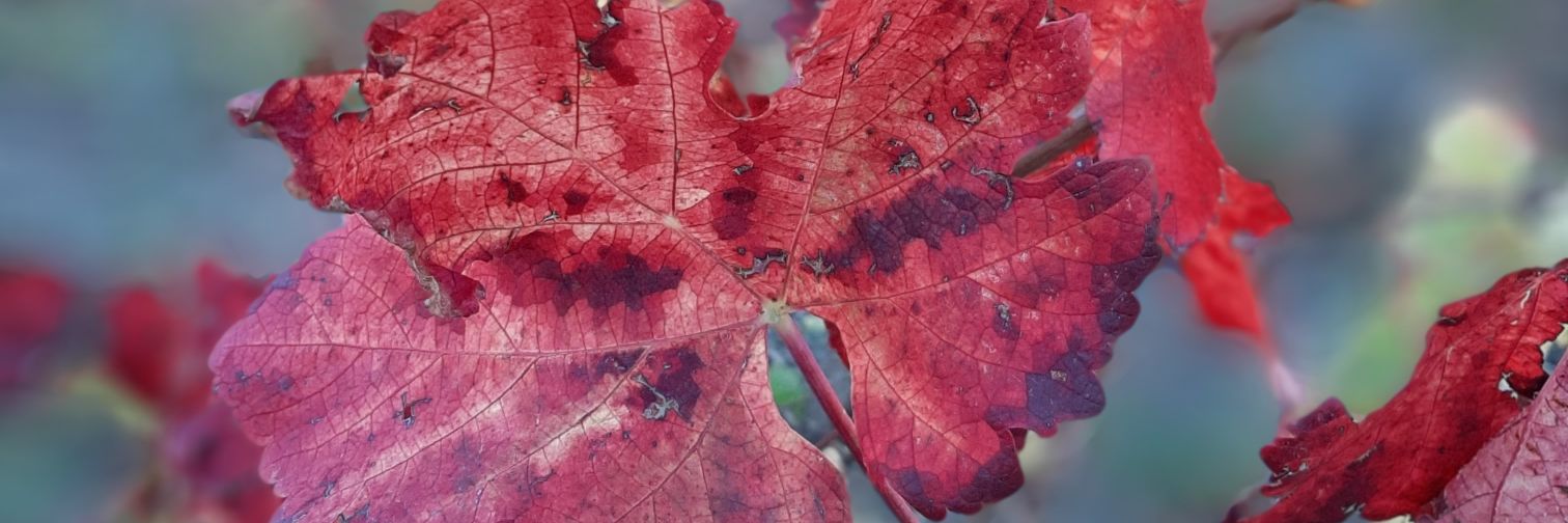 Gabriela Arce banner