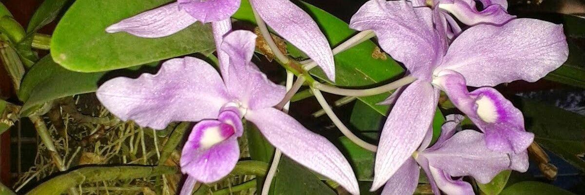 ccsilvar's profile banner image