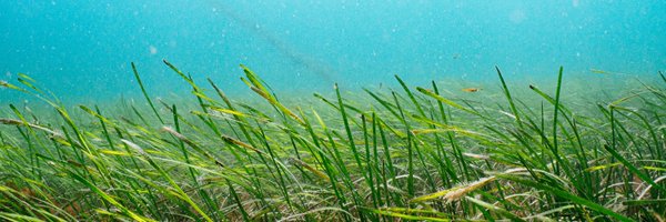 OceanCTrust Profile Banner