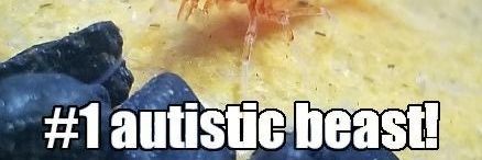 dad adopter banner