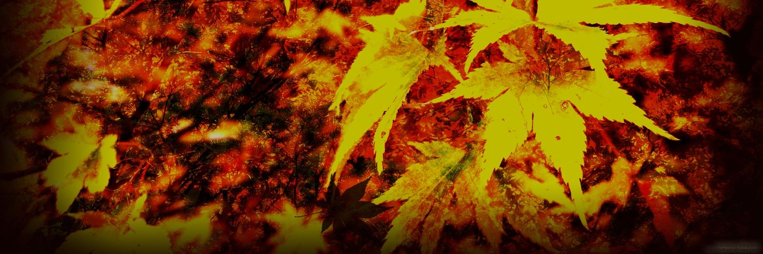 イディアル ㌠𝕏 banner