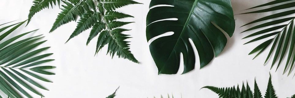 annelizeortega's profile banner image