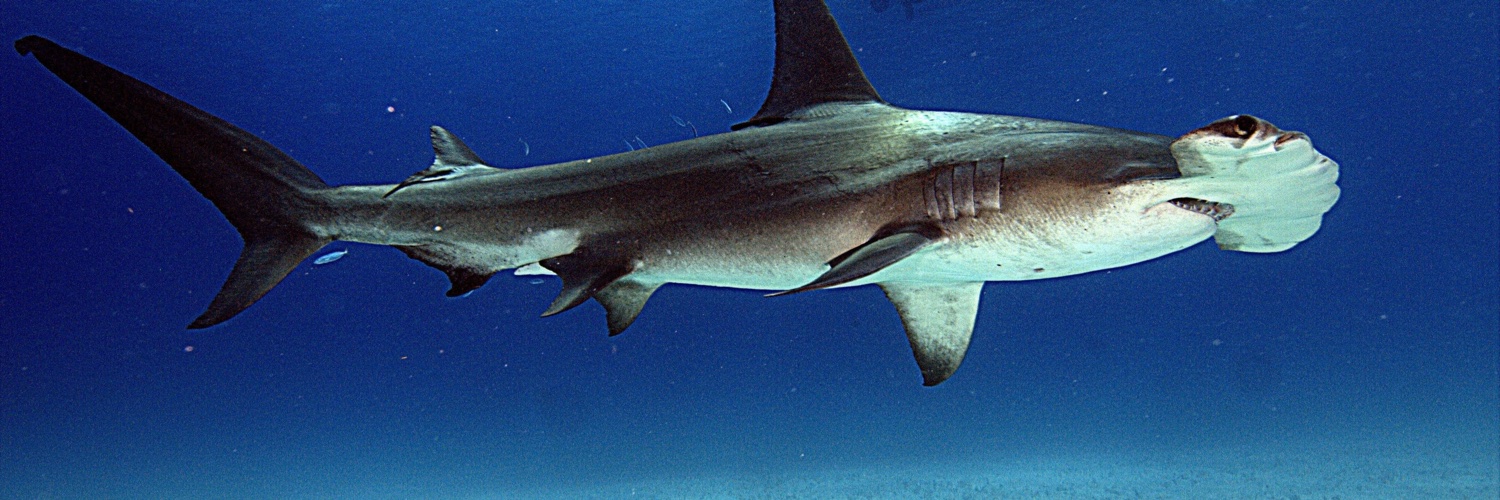 Dr. Jeff Amato banner