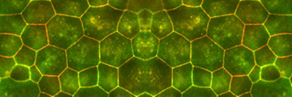 EmoryBCDB Profile Banner
