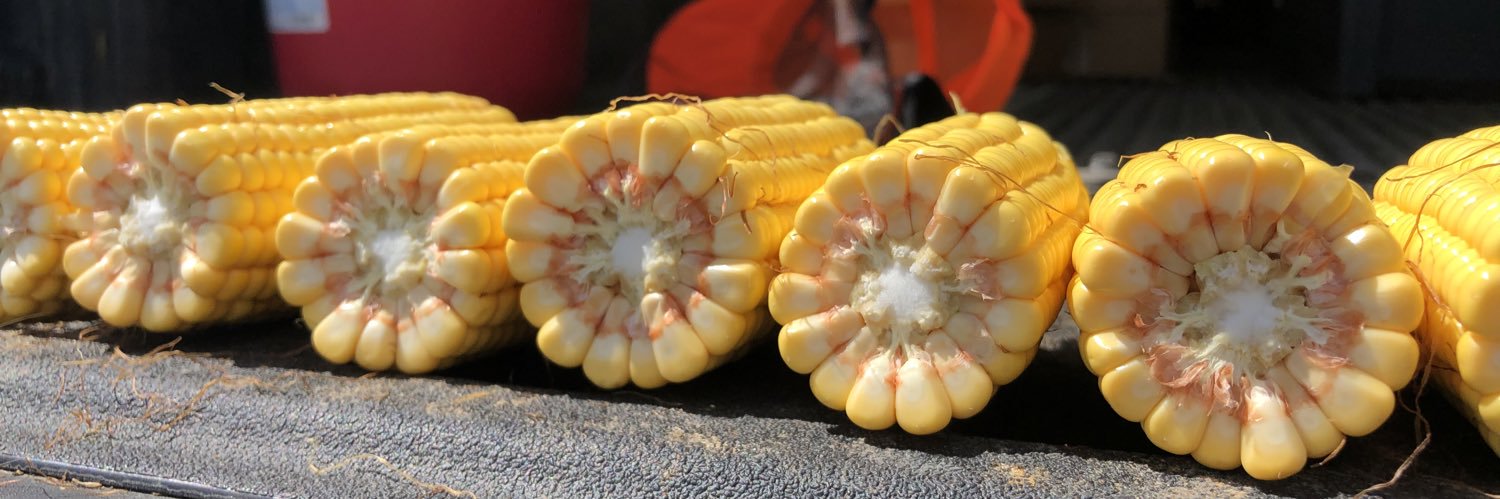 Amanda Hermans banner