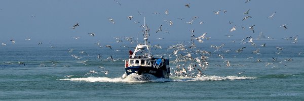 DIADESMARINE Profile Banner