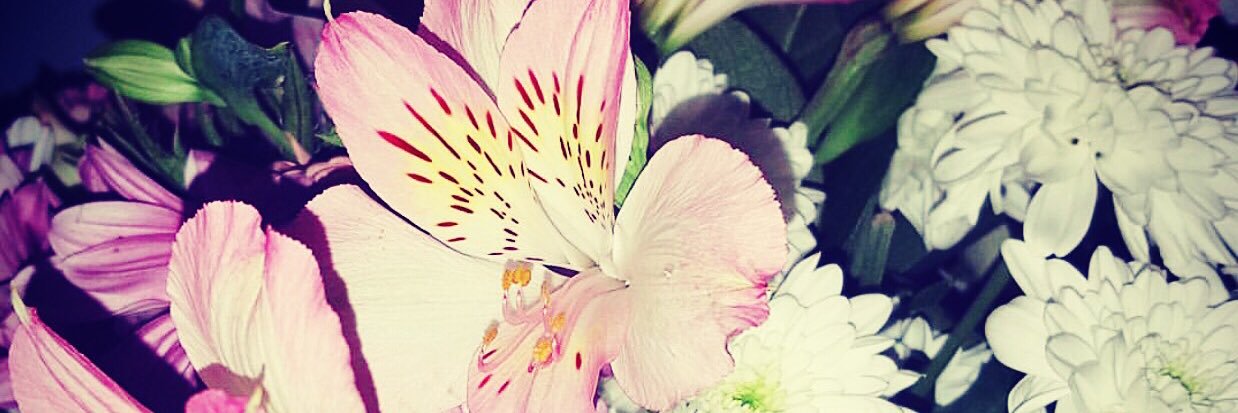 _Steph_Hope's profile banner image
