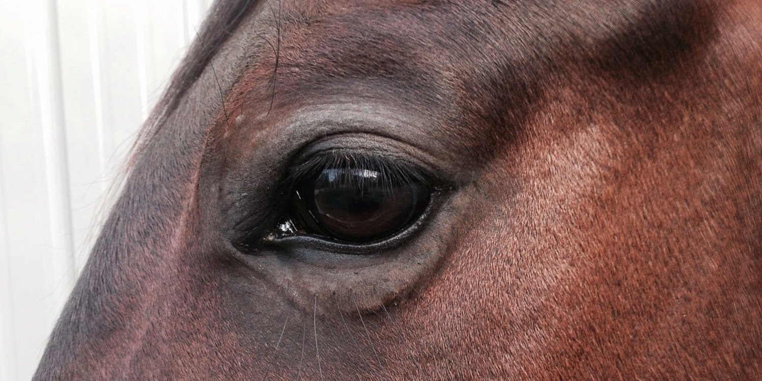DoniPummell's profile banner image